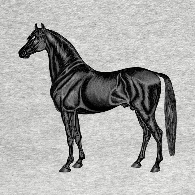 Beautiful Black Race Horse by RedThorThreads